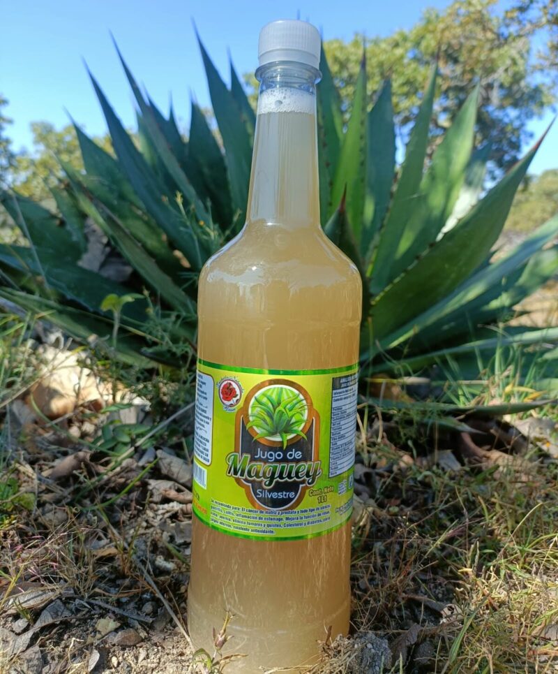 jugo de maguey con sabila