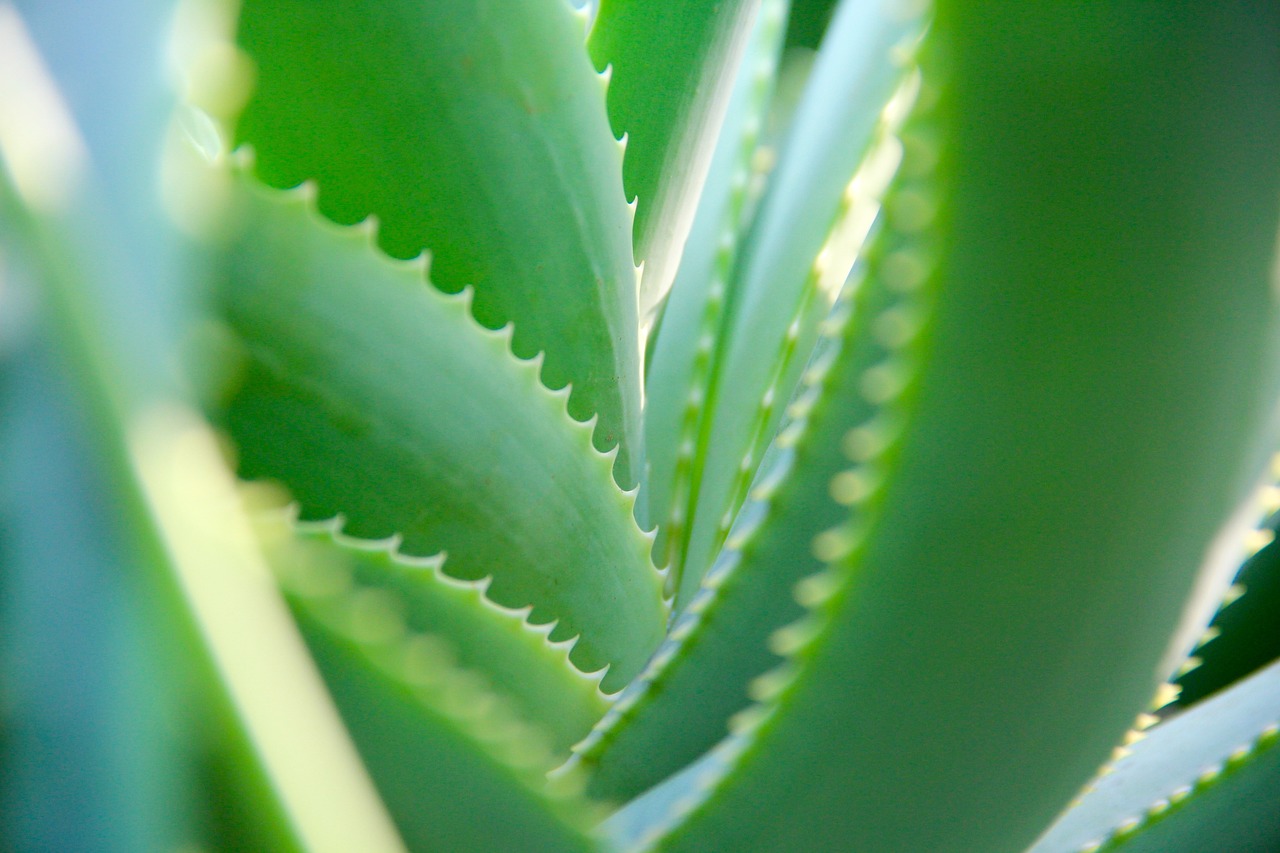 sabila especial para el jugo de maguey